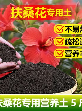 扶桑花专用土料盆栽大花红色朱槿土壤花肥营养土种植肥花卉土家用
