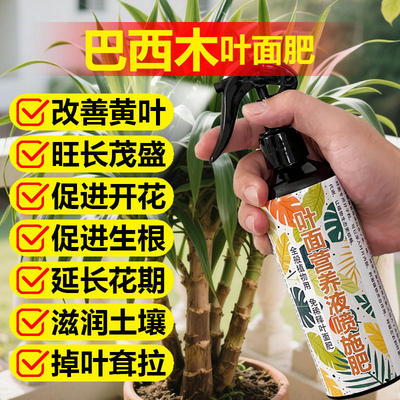 巴西木专用肥料盆栽土培水培营养液叶子卷曲软塌焦黄桔萎叶面肥料