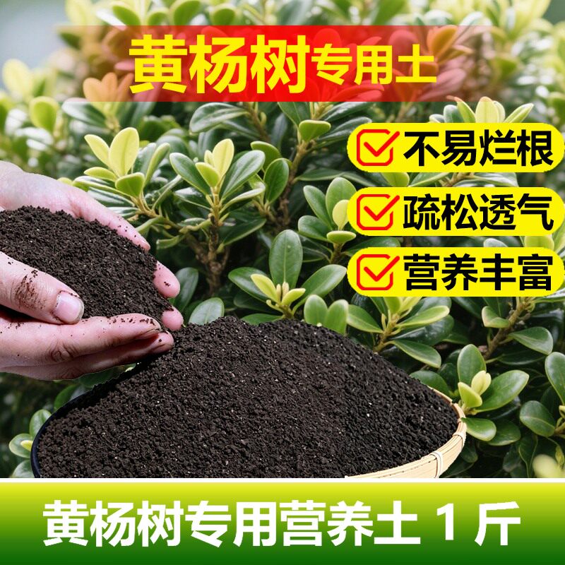 黄杨树苗家用花肥专用土营养土瓜子黄杨木养料化肥复合有机肥老桩