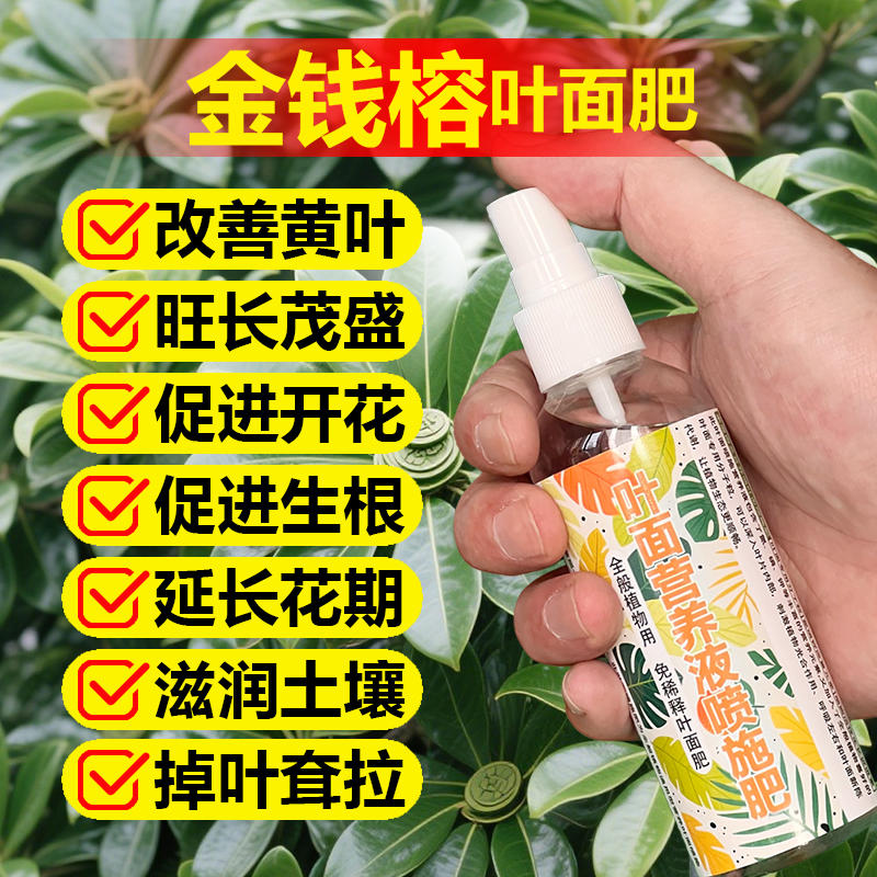 金钱榕专用肥料肥小苗大盆栽老桩盆景金钱榕树苗营养液叶面肥肥料