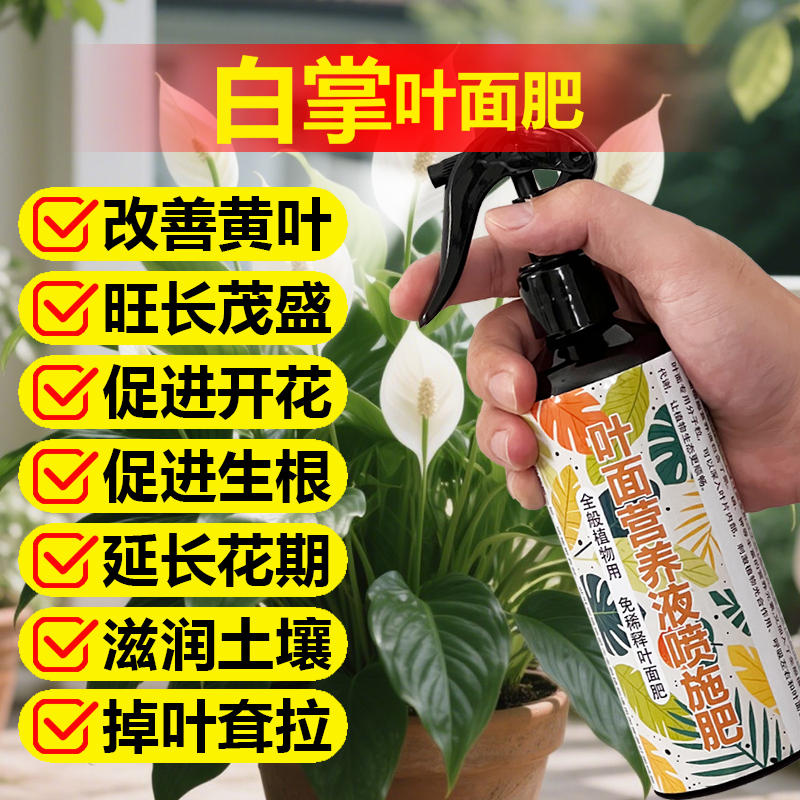 白掌一帆风顺盆栽水培植物绿植花肥室内变绿干尖发黄蔫开花卉肥料