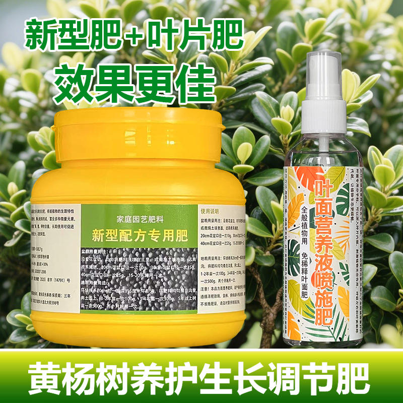 黄杨树专用肥料盆栽黄杨营养液叶子发黄干枯萎尖焦卷曲补救施肥料