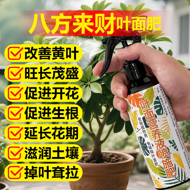 八方来财专用肥料盆栽鸭掌木营养液叶子枯黄掉叶叶斑发黑打蔫耷拉