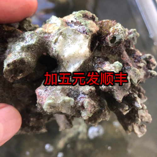 海缸碎块状活石无需暴藻。