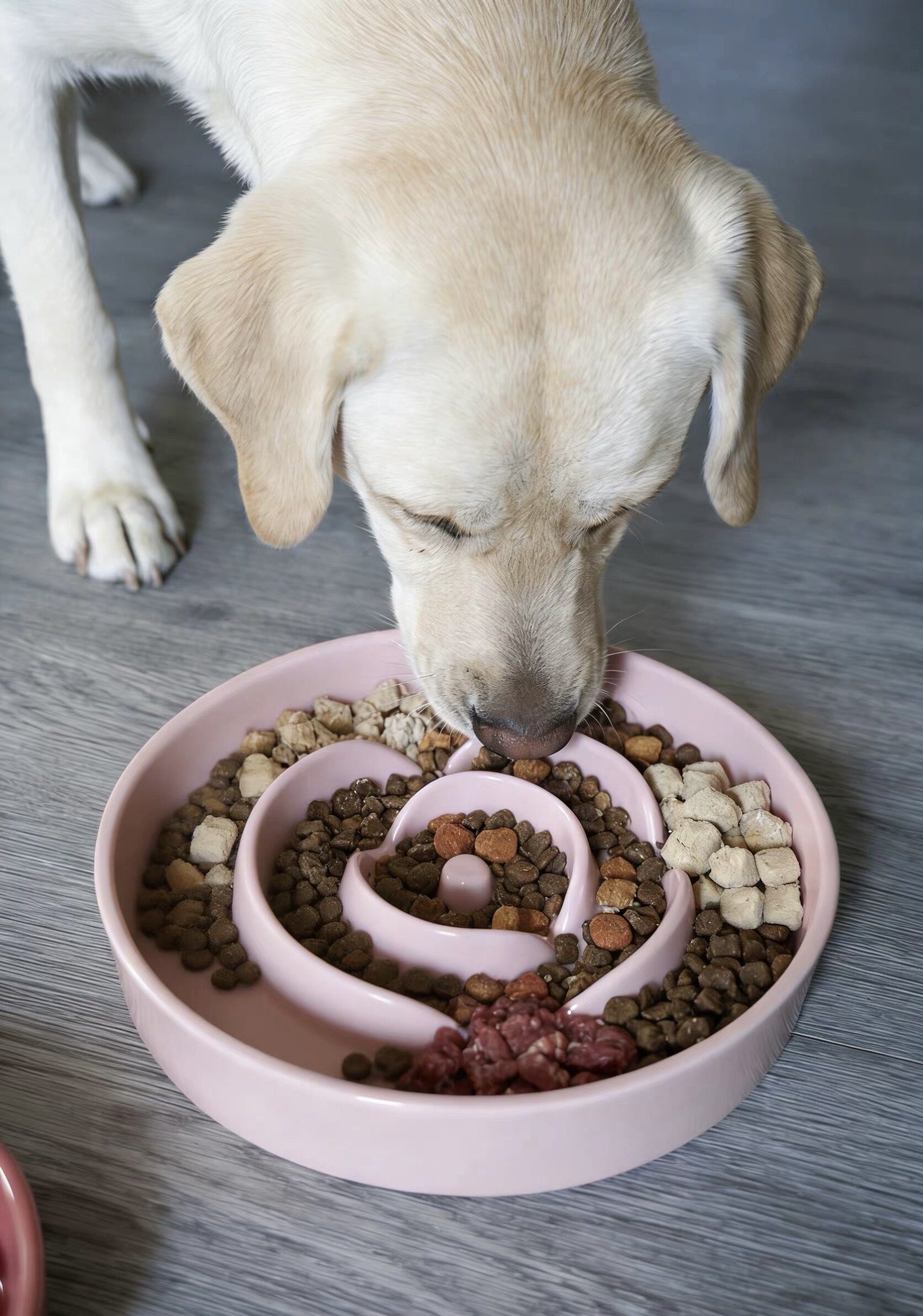 美国LE TAUCI陶瓷慢食碗宠物猫狗食盆防噎防打翻丰容缓食狗碗推荐