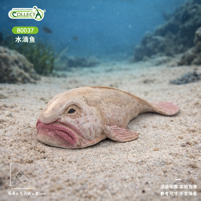 英国CollectA我你他海洋儿童认知动物模型玩具80037水滴鱼2025