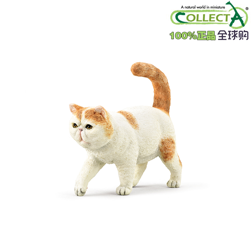 Collecta农场动物模型异国短毛猫