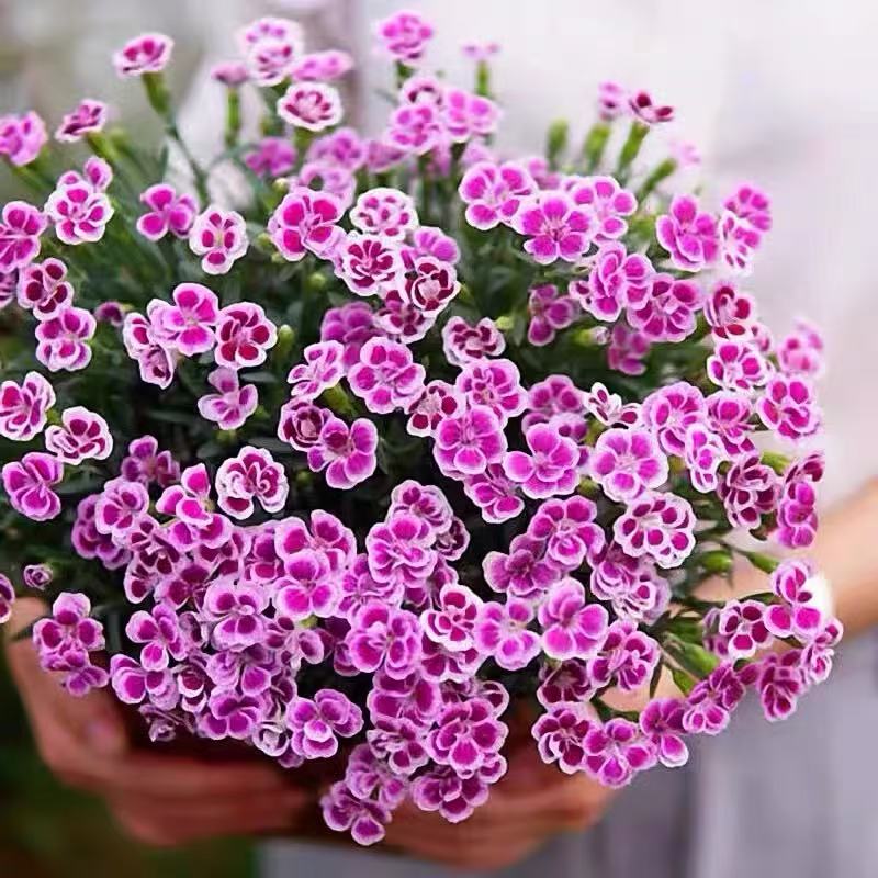 庭院盆栽绿化欧石竹花苗四季开花