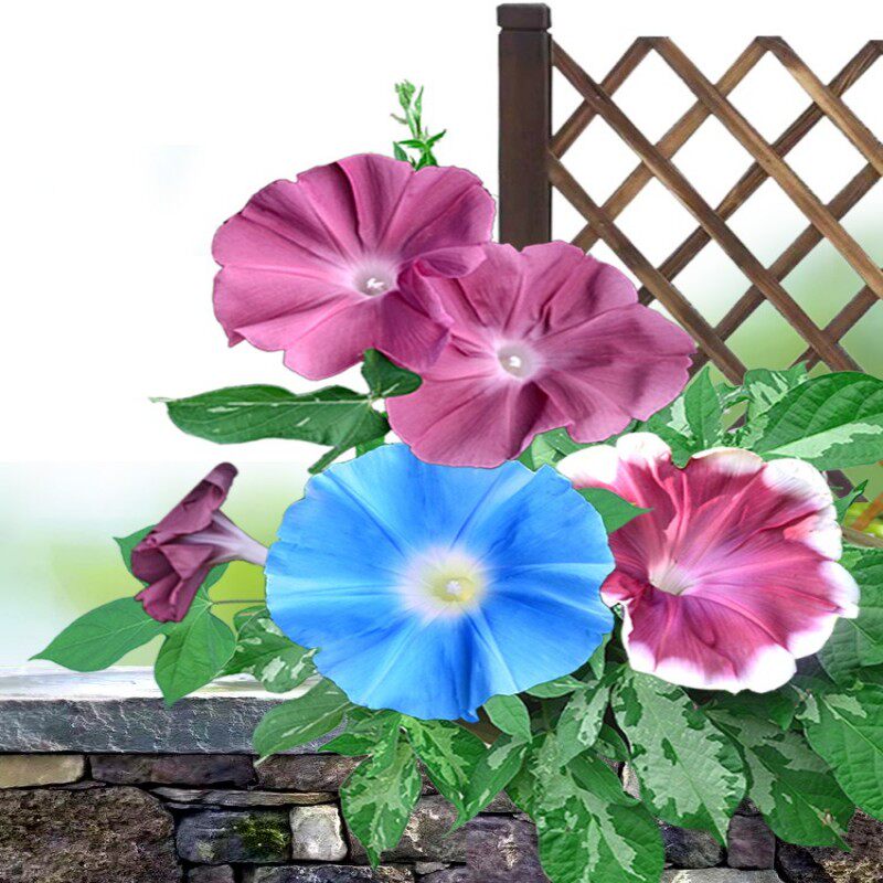 牵牛花种子特大喇叭花阳台盆栽室外庭院爬藤园艺春夏季种植花种籽