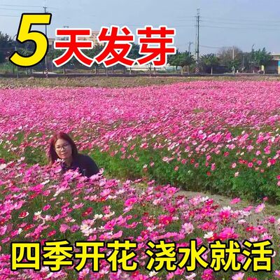 七彩四季播种格桑花种籽波斯菊