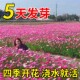 波斯菊花籽格桑花花种籽子七彩四季 播种开花室外易活野花组合种孑