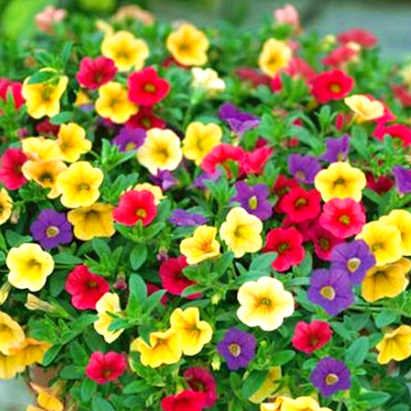 四季易种活阳台盆栽百万小玲种子