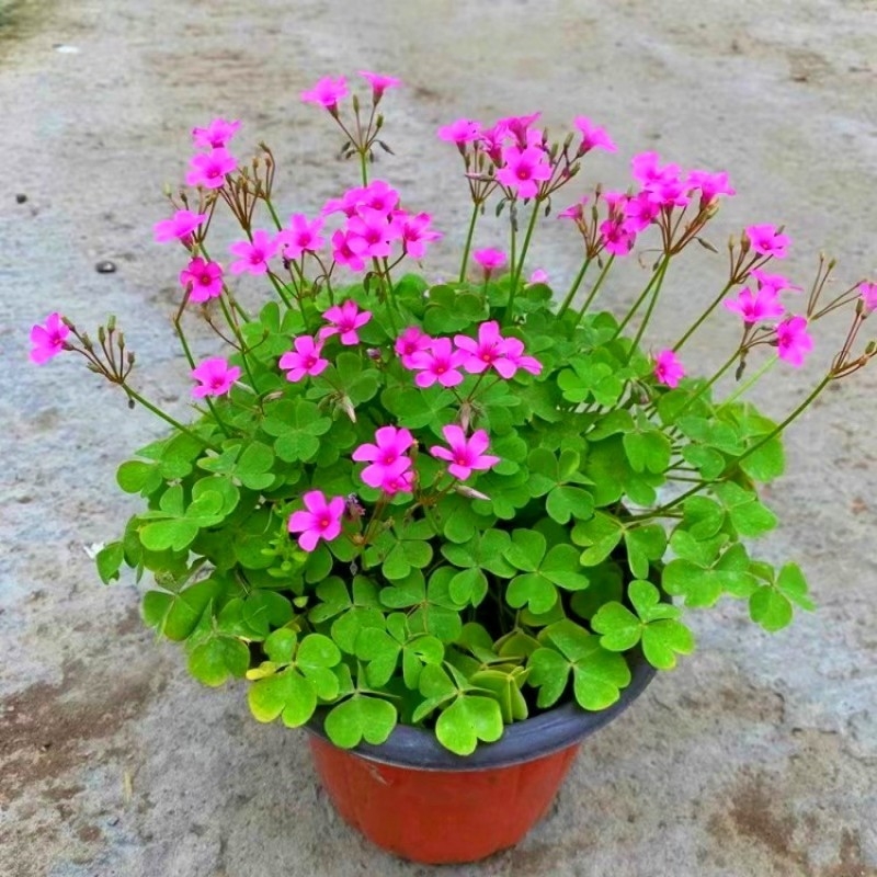 低矮花卉红花幸运草种球四季开花