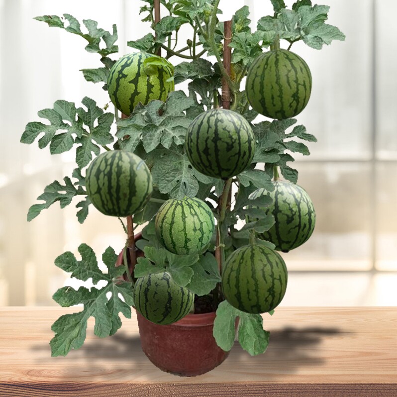 阳台盆栽种植红瓤小西瓜种籽水果