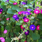 大花牵牛花种子爬藤观花植物庭院阳台盆栽喇叭花种籽围栏小区花坛