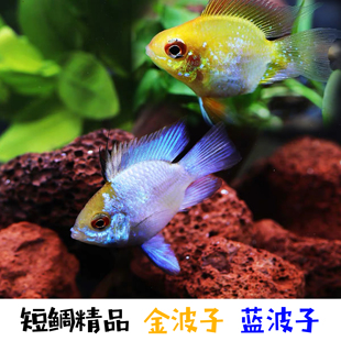 热带鱼观赏鱼活体 短鲷 金波子 蓝波子鱼 皮卡丘 阿凡达波子