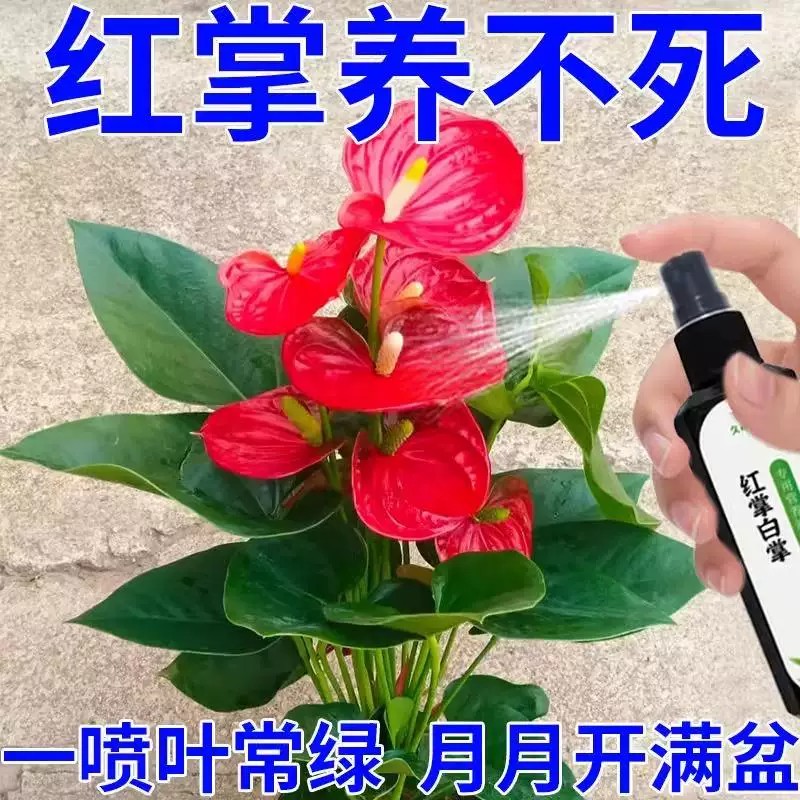 红掌白掌专用营养液防烂根