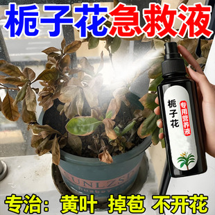【急救枯萎】栀子花爆芽素专用营养液治干尖焦尖黄叶枯萎催芽促花