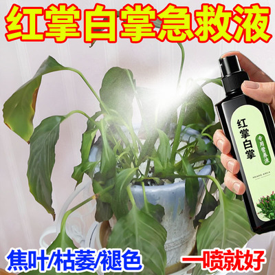 营养液白掌专用红掌绿植开花