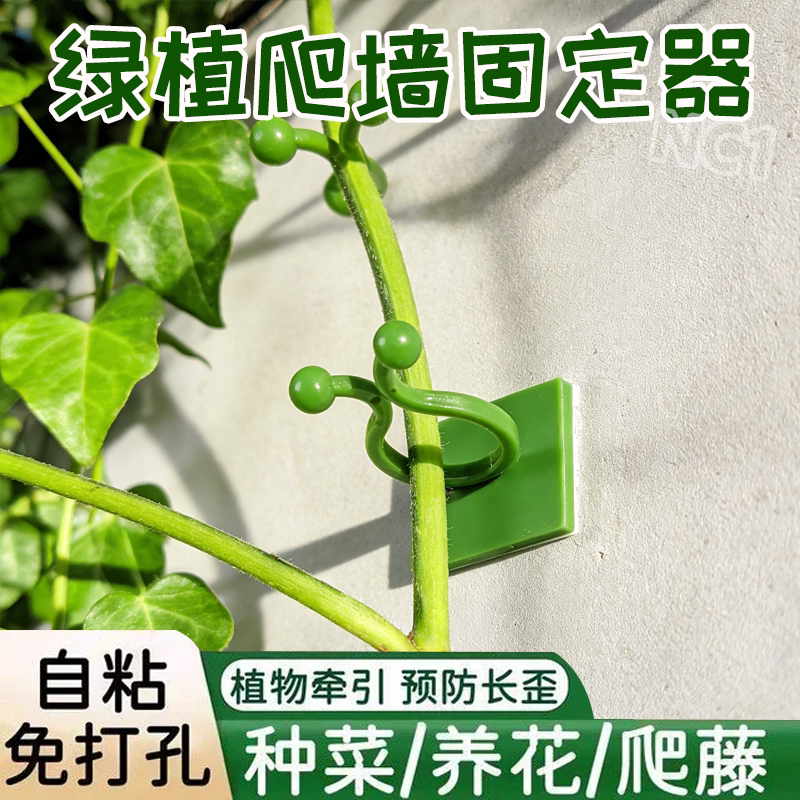 绿萝爬墙神器植物藤蔓固定器