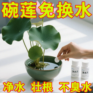 碗莲营养液专用水溶肥水培睡莲