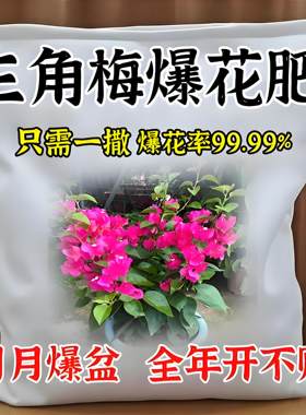 三角梅催花开花粉促芽剂光杆