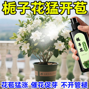 【爆盆】栀子花专用营养液防黄叶掉花苞催花促开花栀子花专用肥料