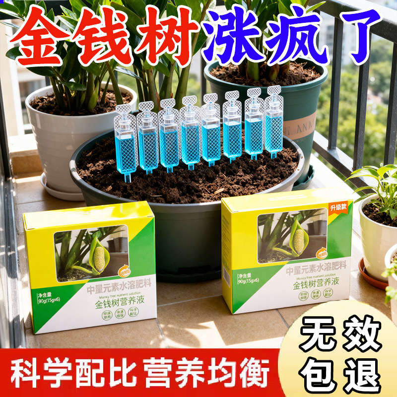 金钱树专用营养液叶子发黄叶烂根