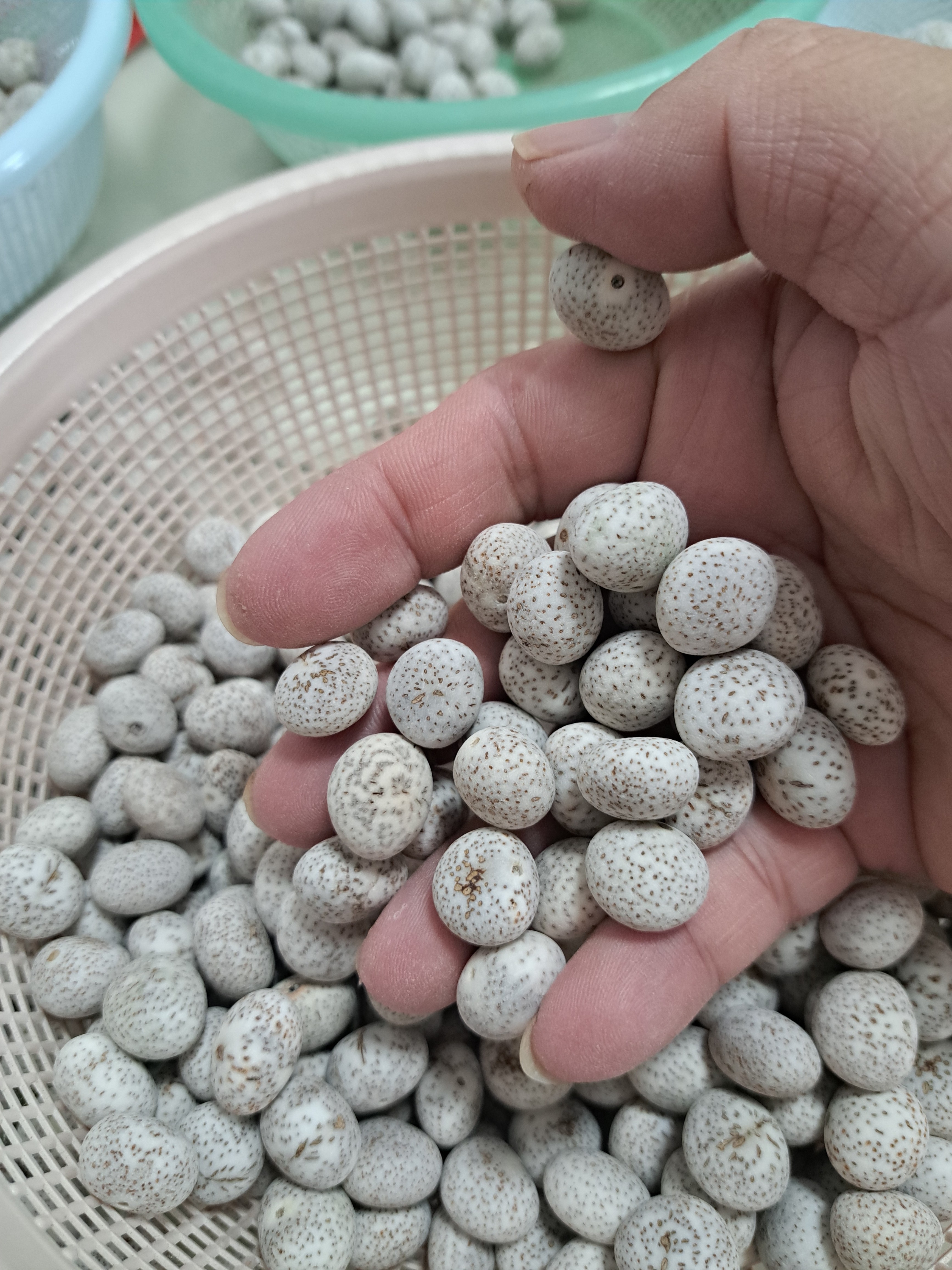 海南星月菩提原生态奶白原料60颗大概籽厚11到12mm