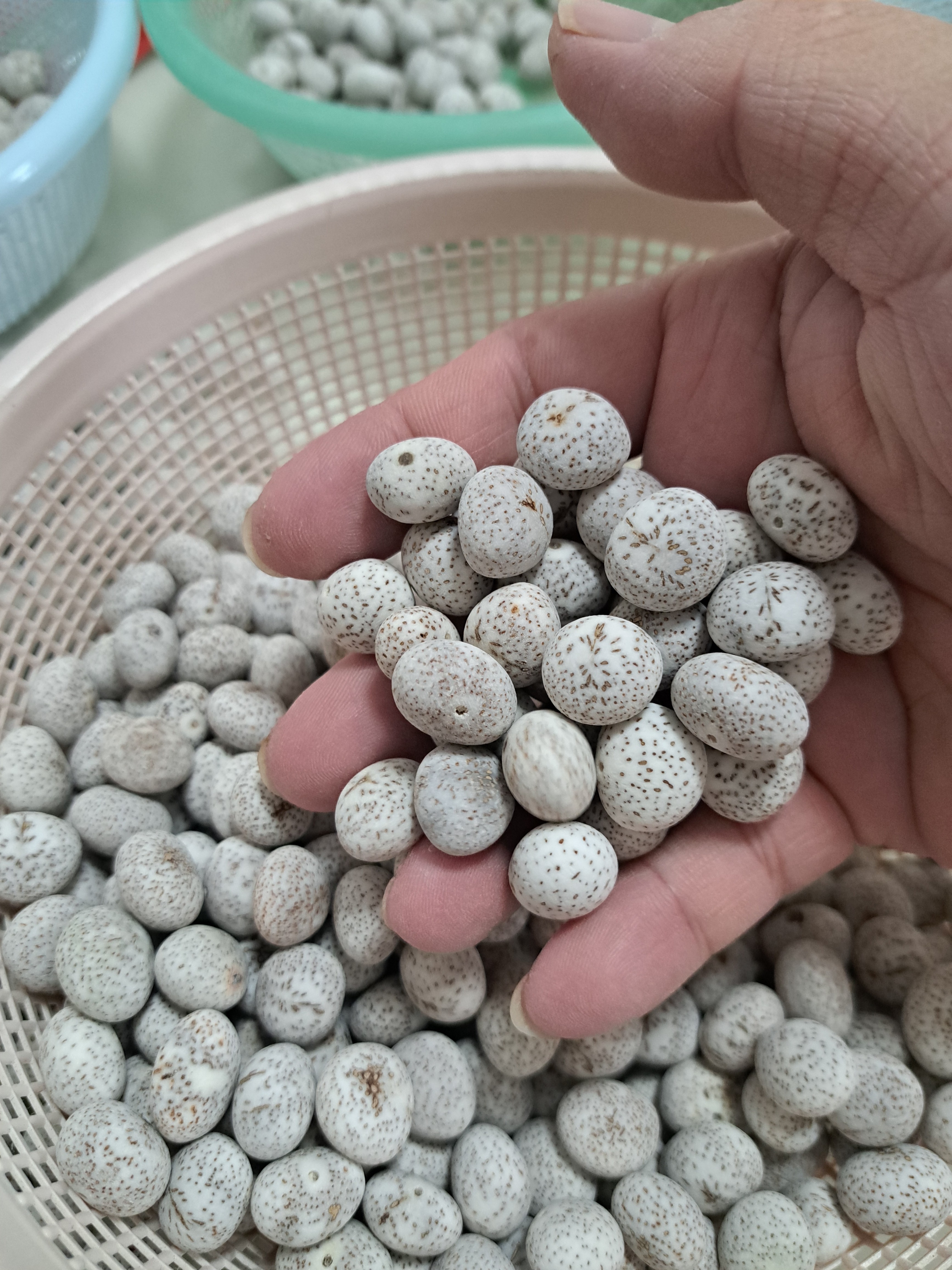 海南星月菩提原生态奶白原料颗数130颗大概籽直径10到12mm