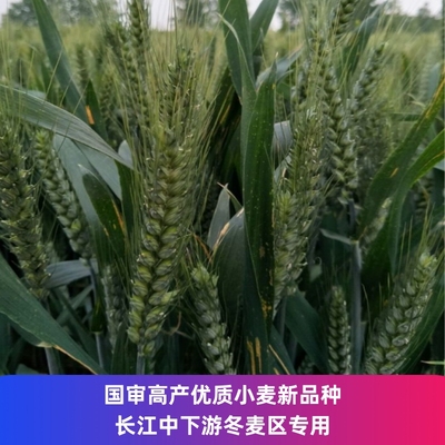 优质冬小麦种子南方专用大田强筋