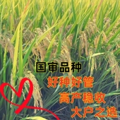 超级稻优质稻水稻种子谷种国审大户栽培抗病高产机收再生稻吨粮田