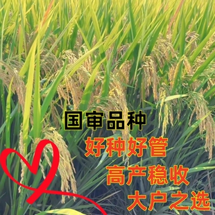 超级稻优质稻水稻种子谷种国审大户栽培抗病高产机收再生稻吨粮田