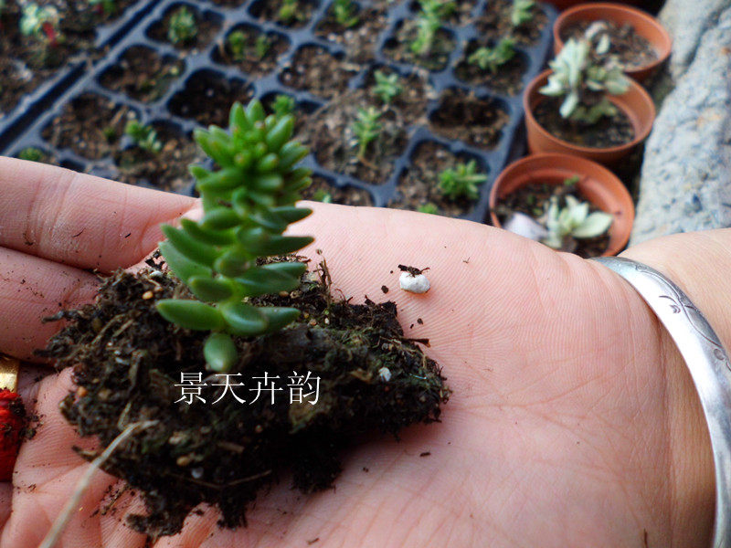 白花小松 景天科 多肉 防辐射 创意绿植 单头 3cm
