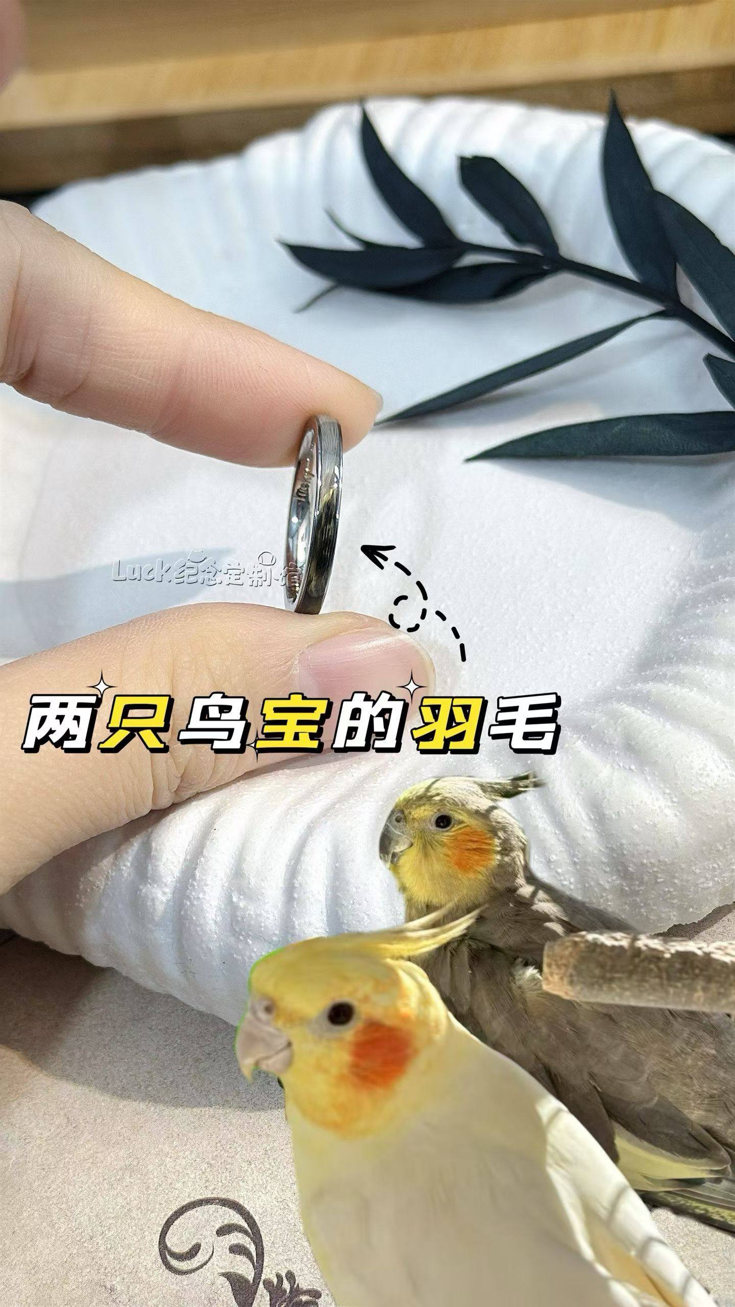 宠物毛发纪念品猫咪鸟毛戒指纯银骨灰收藏狗狗亲人头发收藏礼物,宠物/宠物食品及用品,宠物用品定制周边,淘宝优惠券,粉丝福利购,淘宝优惠卷