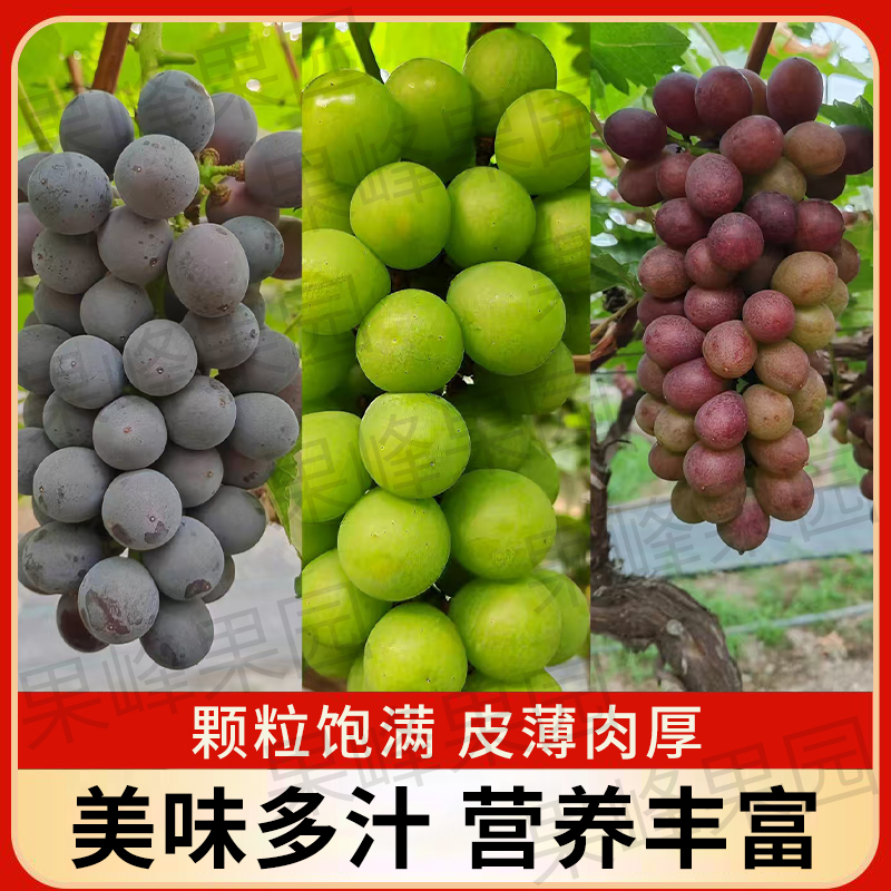 马陆精品葡萄巨峰奶油玫瑰三拼装新鲜水果当季现摘现发顺丰冷链