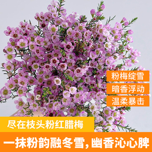 澳洲腊梅鲜花水培室内过年年宵花卉喜庆红色鲜切花花鲜花花期超长