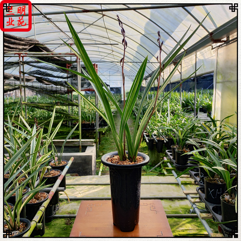 墨兰松鹤图线艺铭品清香夏季开花连株强壮好养活叶艺兰花翁源直发
