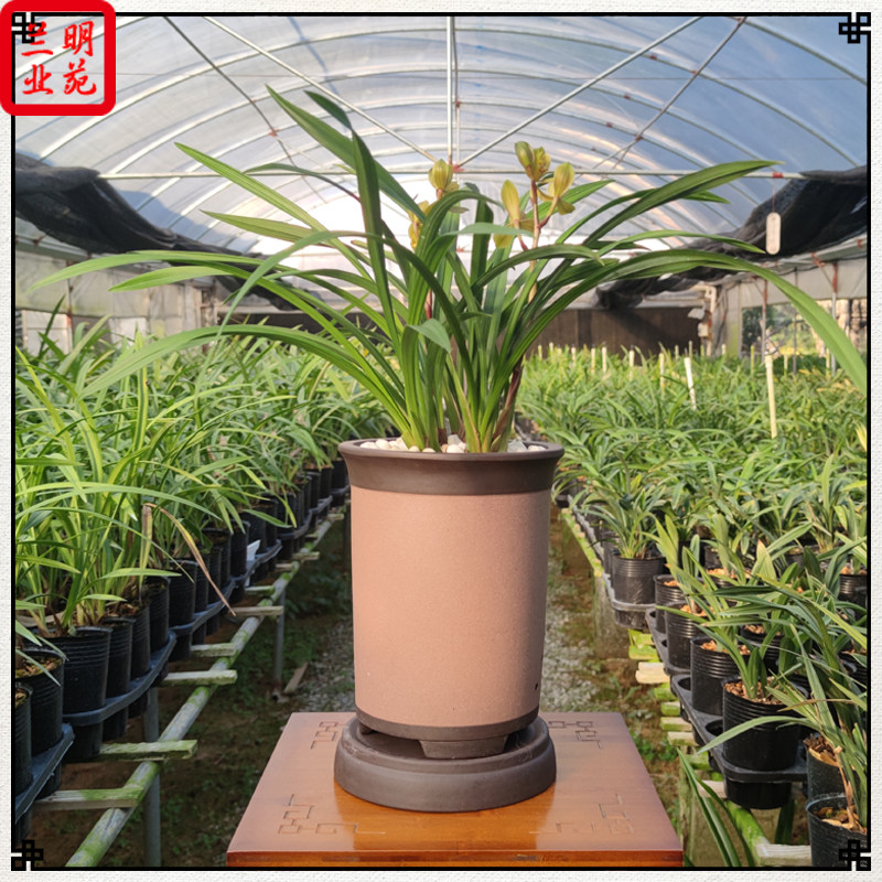 建兰忆香荷夏秋开花荷瓣花