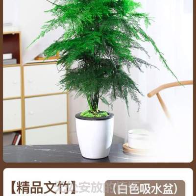 ]摆件茶桌盆栽花文松造景植物绿高端办公桌盆景文竹茶室水培竹子