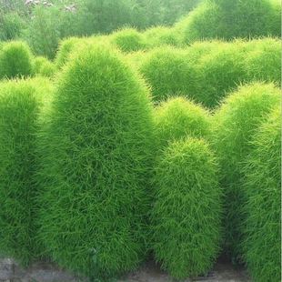 地肤种子扫帚草种子 绿草草坪种子花卉种子 庭院观赏地肤子种子