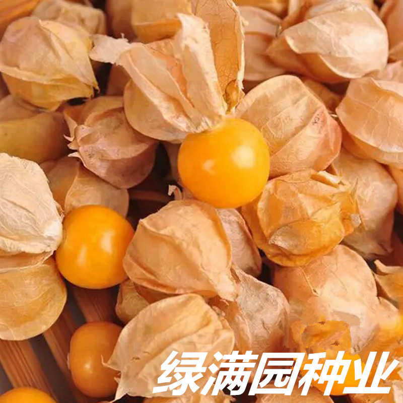 灯笼果粒粒甜小姑娘种子 酸甜可口珍珠果 黄姑娘种子 原装上千粒