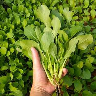 鸡毛菜种子青菜小油菜籽四季 播 小白菜青菜种籽阳台盆栽春秋冬季