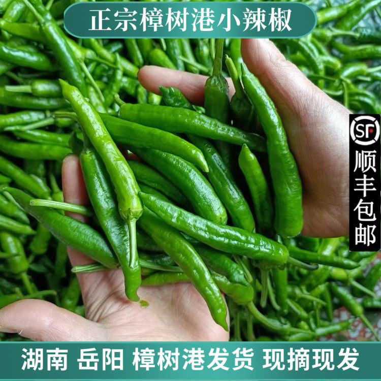 正宗樟树港辣椒新鲜现摘湖南岳阳湘阴本地特产农家小薄皮嫩青辣椒