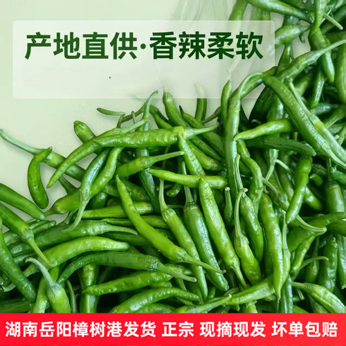 湖南正宗樟树港辣椒新鲜原产地