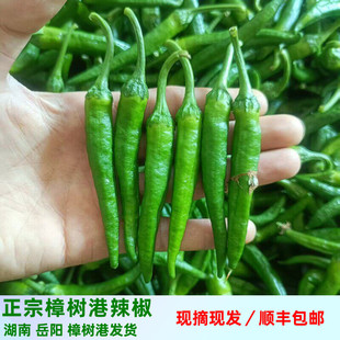 湖南正宗樟树港辣椒新鲜现摘岳阳湘阴特产小辣椒4斤薄皮脆嫩青椒