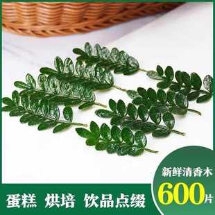 新鲜清香木叶子胡椒木叶子烘培蛋糕装饰花草叶子饮品西餐日料摆盘