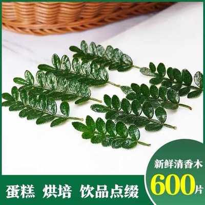 新鲜清香木叶子胡椒木叶子烘培蛋糕装饰花草叶子饮品西餐日料摆盘