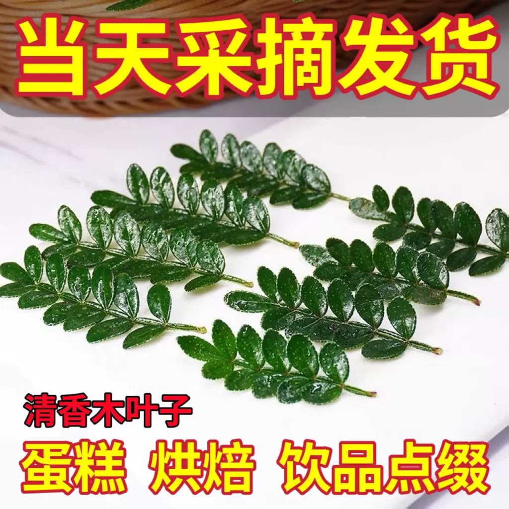 新鲜清香木胡椒木叶子蛋糕装饰烘焙点缀小绿叶鸡尾酒甜品摆盘花草