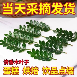 新鲜清香木胡椒木叶子蛋糕装饰烘焙点缀小绿叶鸡尾酒甜品摆盘花草